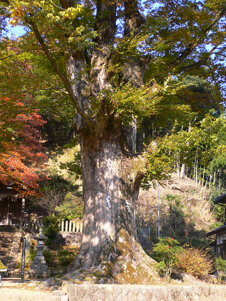 石部神社の大ケヤキ