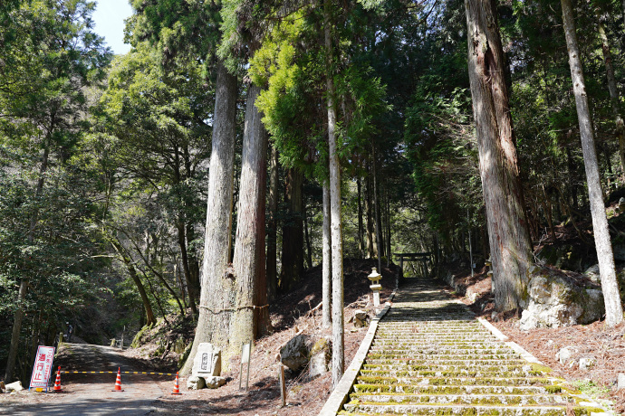 岩上神社の夫婦杉