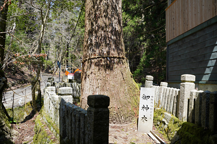 岩上神社の御神木スギ