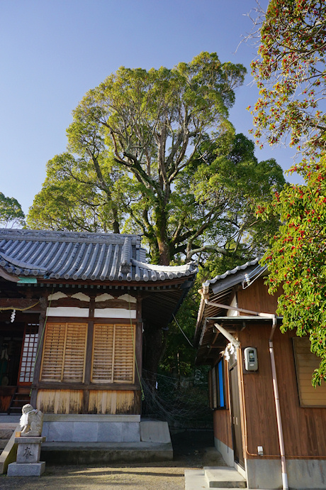 岩屋八幡神社のクスノキ