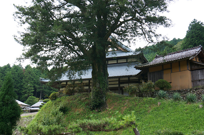 浄徳寺のヒダリマキガヤ