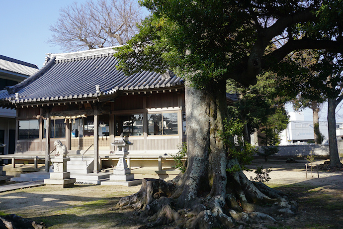 十一神社のホルトノキと拝殿