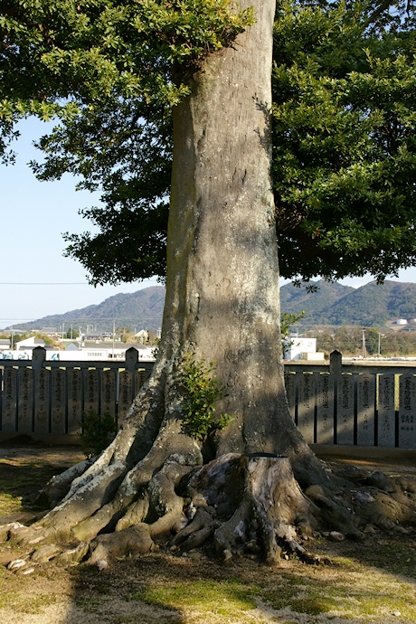 十一神社のホルトノキ