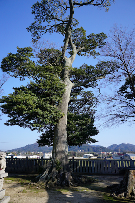 十一神社のホルトノキ