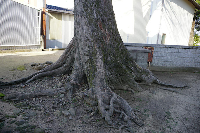 十一神社のムクノキ