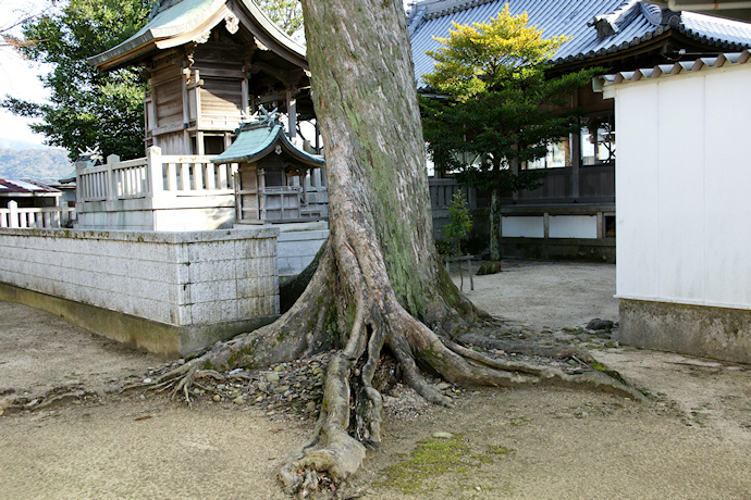 十一神社のムクノキ