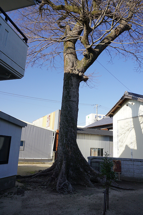 十一神社のムクノキ