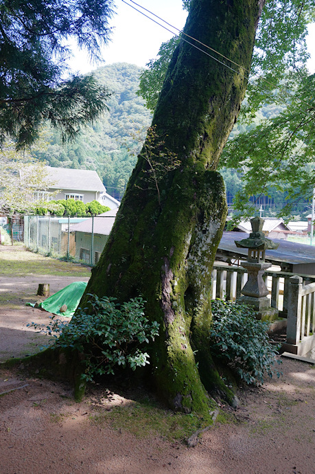 門田神明神社のムクノキ