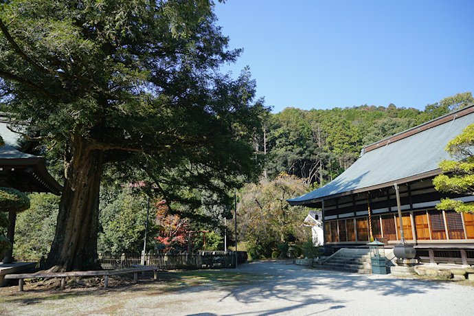 観音寺のカヤ