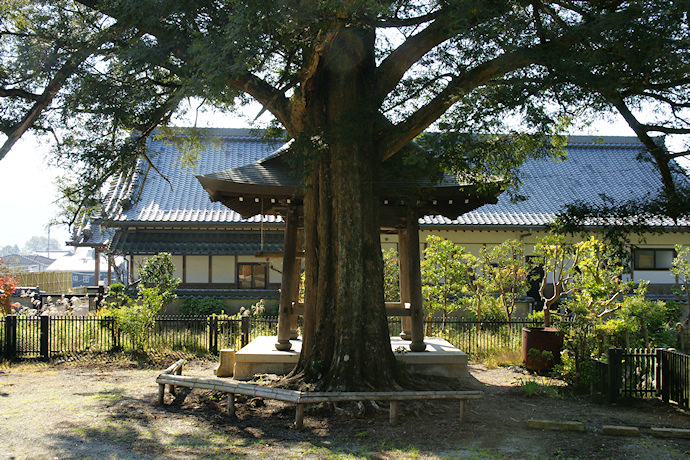 観音寺のカヤ