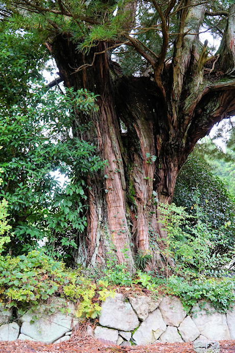 笠形寺のコウヤマキ