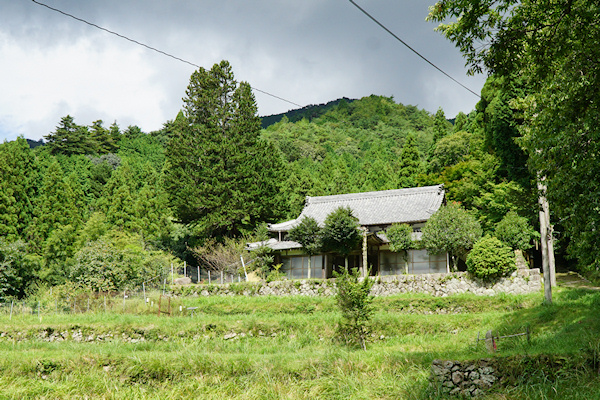 笠形寺のコウヤマキ