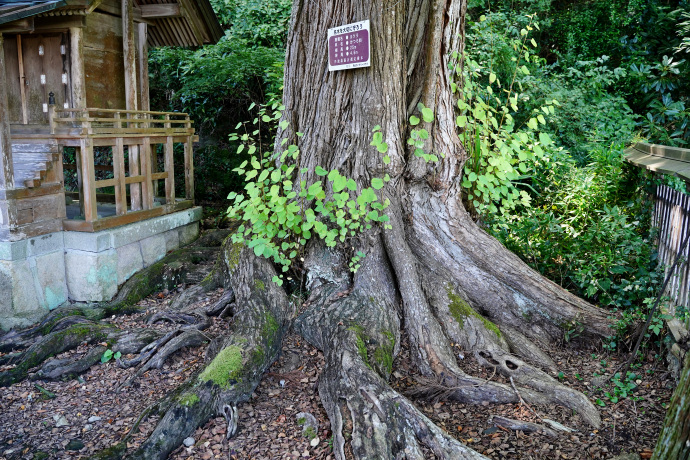 春日神社のカツラ