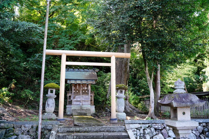 皇大神宮とカツラの木