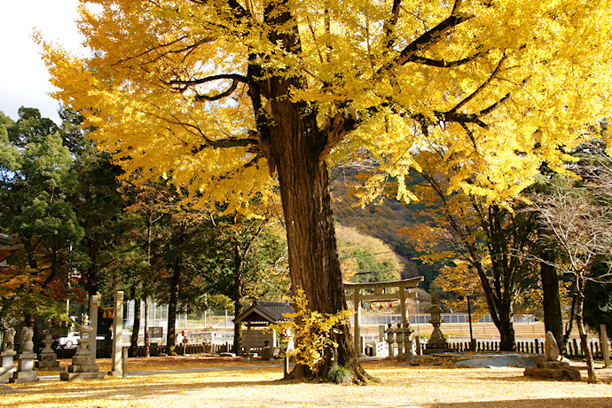 河内神社のイチョウ