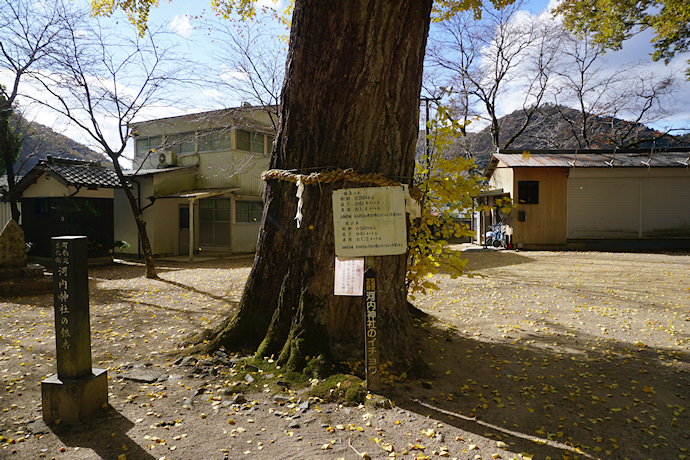 河内神社のイチョウ