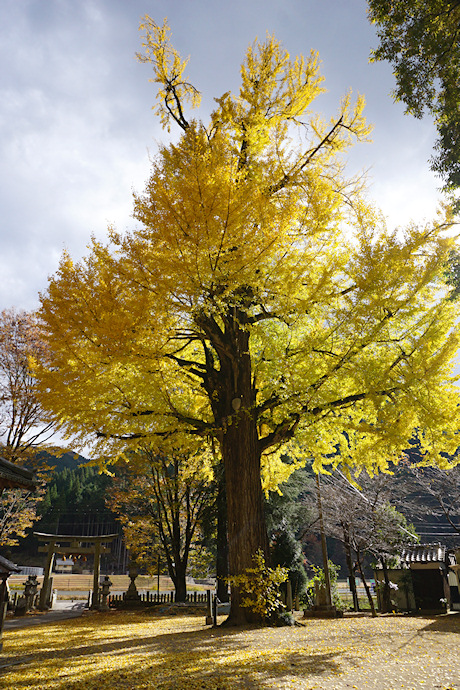 河内神社のイチョウ