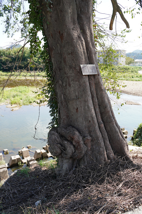 河原町のムクノキ