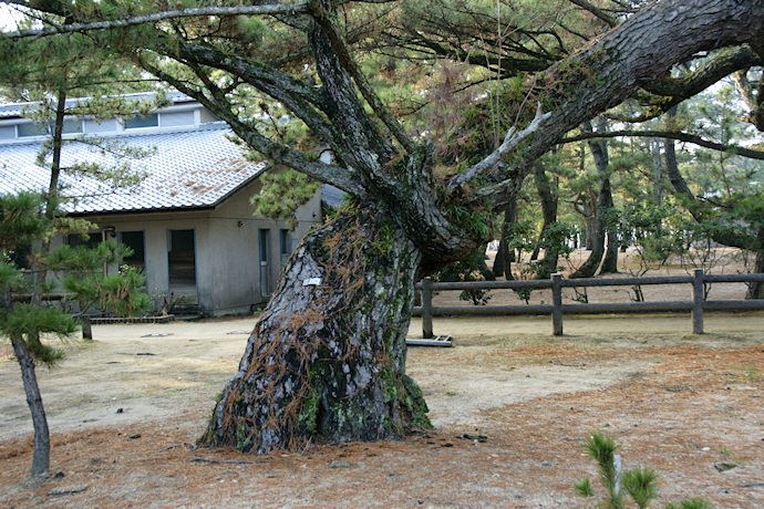 慶野松原