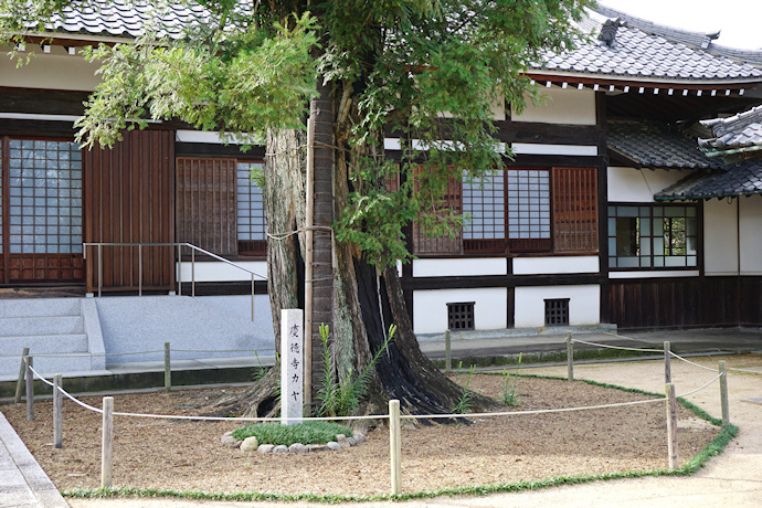 慶徳寺のカヤ