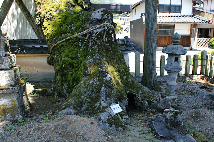 喜多春日神社のケヤキ