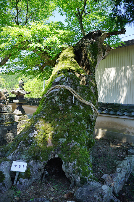 喜多春日神社のケヤキ