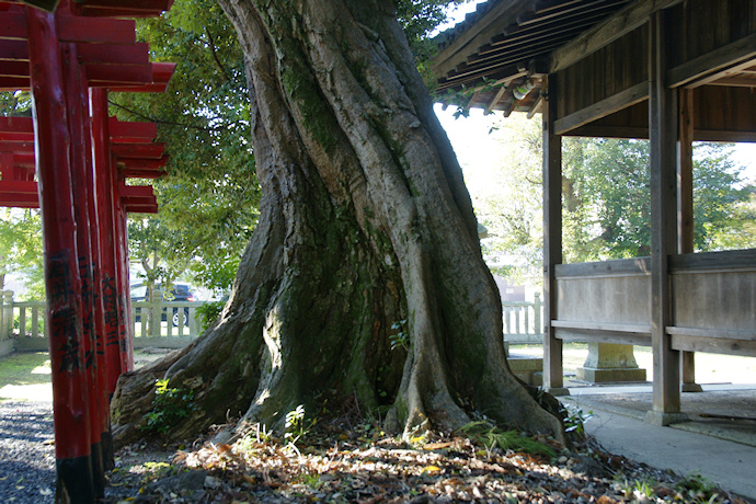 喜田大歳神社のツブラジイ