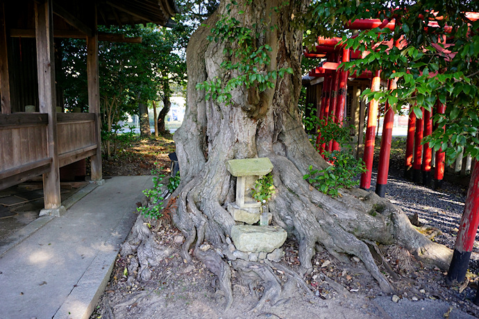 喜田大歳神社のツブラジイ