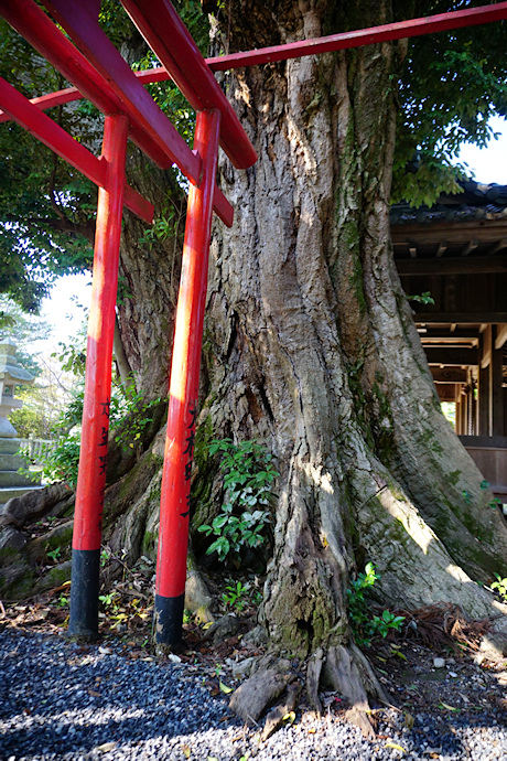 喜田大歳神社のツブラジイ