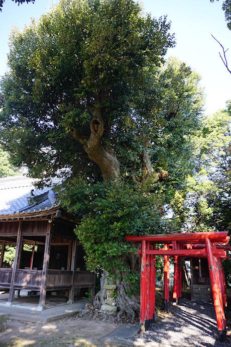 喜田大歳神社のツブラジイ