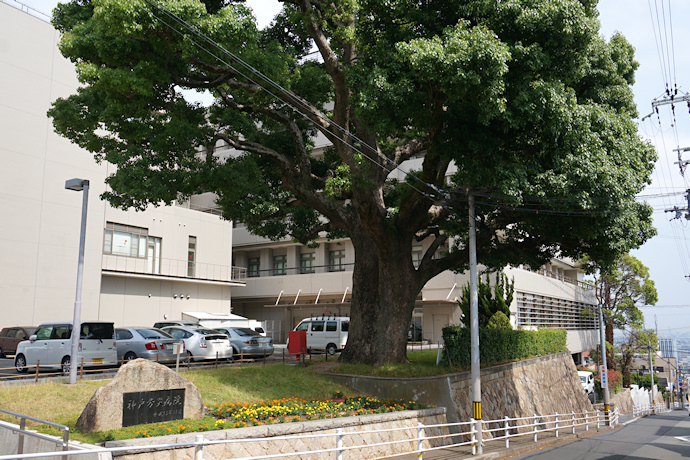 神戸労災病院のクスノキ