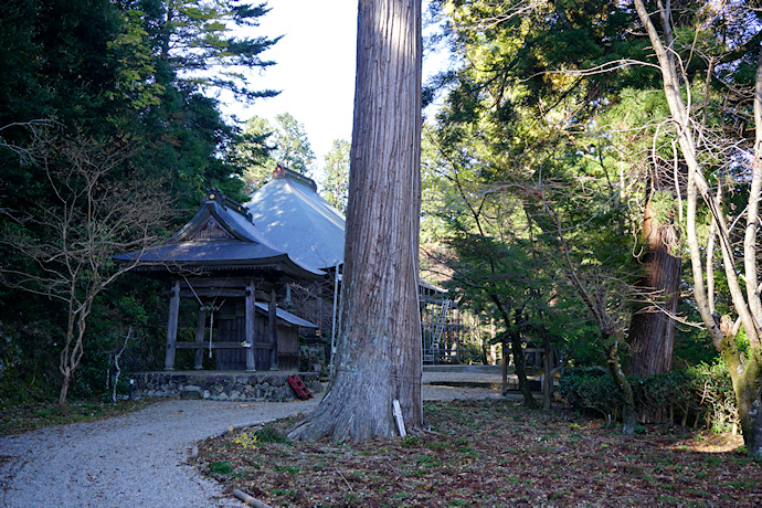 金蔵寺の千年杉