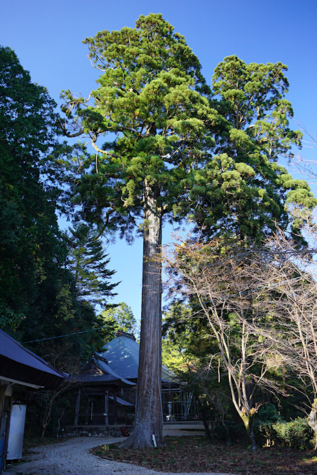 金蔵寺の千年杉