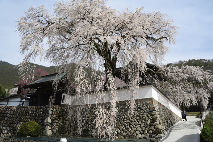 光福寺の大イトザクラ