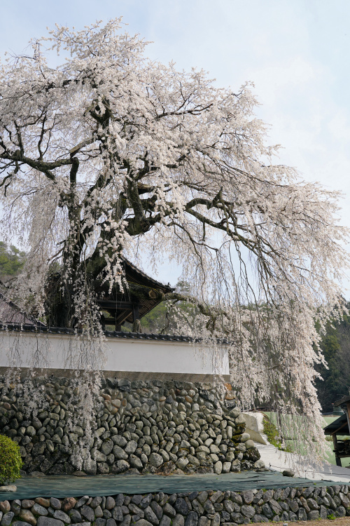 光福寺の大イトザクラ