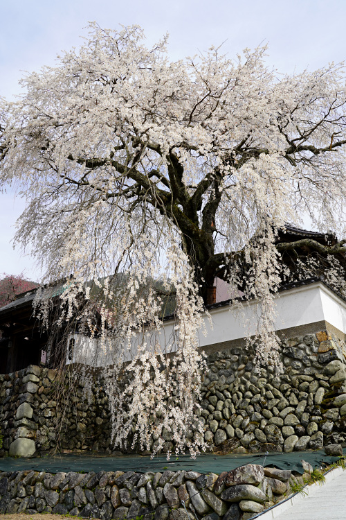 光福寺の大イトザクラ