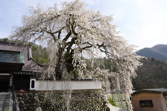 光福寺の大イトザクラ