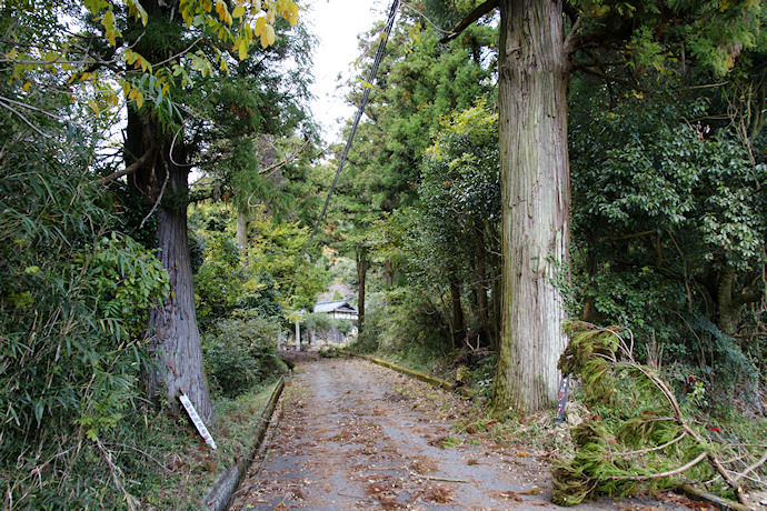 栗栖神社参道の杉