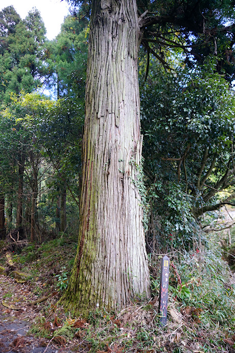 栗栖神社参道の杉（右）