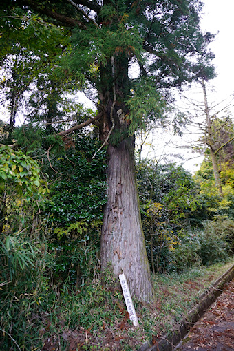 栗栖神社参道の杉（左）
