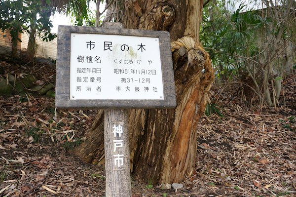 神戸市・市民の木