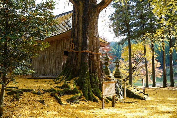 桑野本の大イチョウ