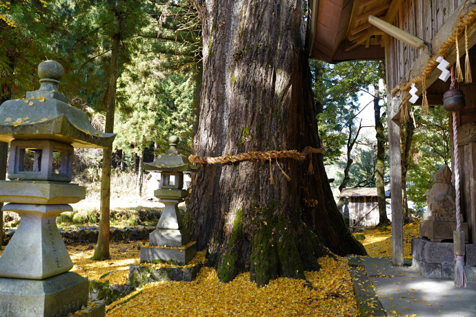 桑野本の大イチョウ