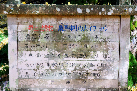 県郷土記念物　桑原神社の大イチョウ