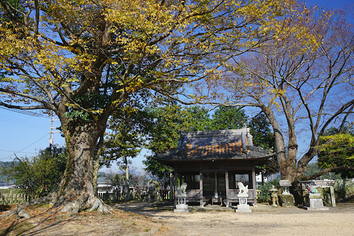 前島天満宮のケヤキ