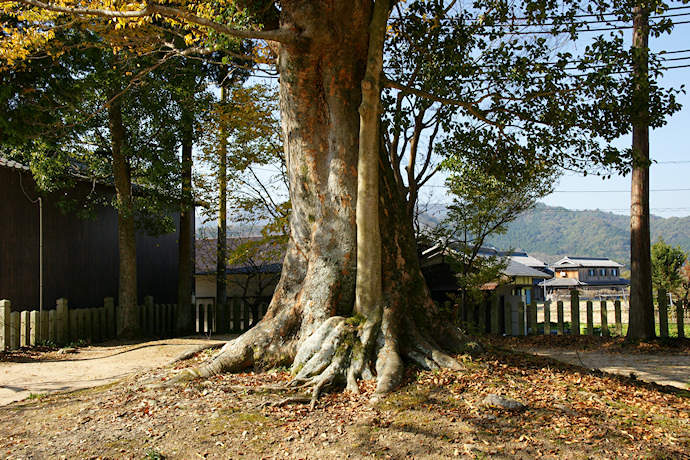 前島天満宮のケヤキ２