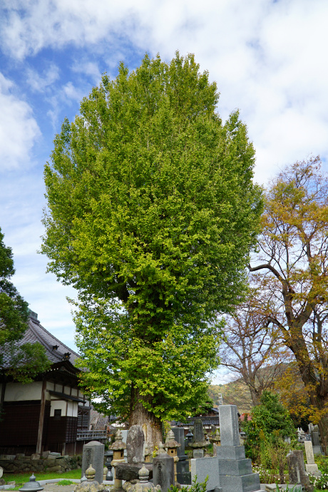 満願寺のイチョウ