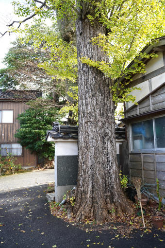 満願寺のイチョウ（雌株）