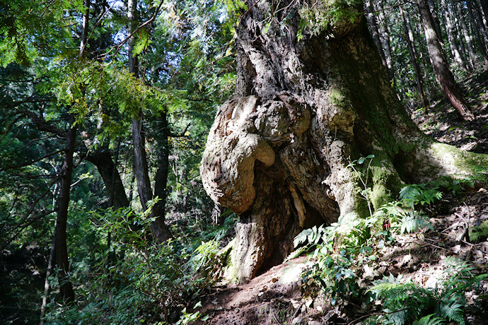 耳井神社のカシノキB