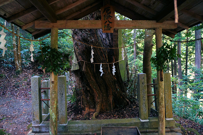 盈岡神社のシイノキ
